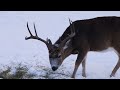 6 year old girl gets to pet Hybrid bucks in Alberta!