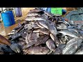 OMG 😱 You Never Seen Before like Much Fish Cutting Fast || Really Unbelievable fish cutting #viral