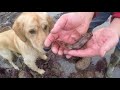 The wonderful sea life of Pembrokeshire rock pools with Craig Evans