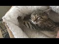 11 Week Old Happy Tabby Kitten Purring