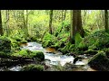 Forest River Nature Sounds-Mountain Stream Waterfall-8 Hr Relaxing Birds & Water Sounds for Sleeping