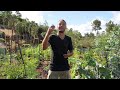 How We Grow No-Dig Vegetables in The Mediterranean