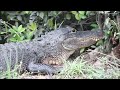 Big Cypress and Everglades NP 🐊