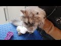 Persian Cat Grooming