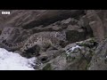 Incredible Snow Leopard Hunting Technique | Snow Leopard: Beyond the Myth | BBC Earth