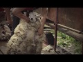 sheepshearing in scotland