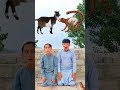 qurbani mubarak 😍 halal vs haram animals 😲#viralreels #1millionviews #tiktokviral