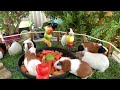 Guinea Pigs enriching people’s lives