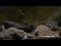 Mayfly Nyphm, Stonefly Larvae, Caddisfly Larvae Underwater