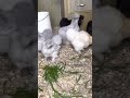 My lavender silkie growouts