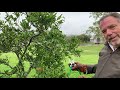 How To Prune Citrus Trees