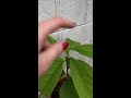 Avocado Pruning UPDATE