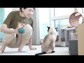 I Built a New House for My Cats (ENG SUB)