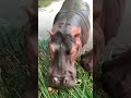 Hippopotamus Eating?! 🦛 | Zoo Negara Malaysia