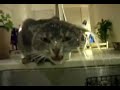 Cat drinking water in a weird way!