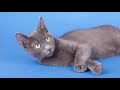 RUSSIAN BLUE CATS - The Truth About Them!