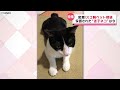 【密着】失踪から12日…飼い猫はどこへ？「スゴ腕 ペット探偵」“迷子ネコを探し出せ”『every.特集』