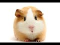 Happy Birthday! - Funny Birthday Songs (Gary the Guinea Pig)