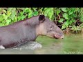 【4K】 Filme amazónico cena sobre vida selvagem com música calmante