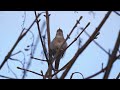 Four Hours Relaxing Birdsong: Nightingale