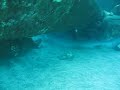 White Tip Reef Shark