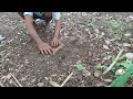 How To Building Trap Pigeon Wild Wood To Catching Bird By Trap - Sample Trap Unique