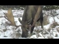 alaska moose at 10 yeards