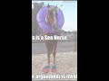 Funny horse memes #shorts #horses