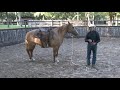 Hobble Training - Everyday Horsemanship