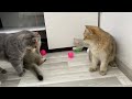 You Laugh You Lose 😅 Funniest Cats and Dogs 2023 😻🐶 Part 16