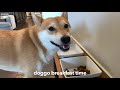5 Things Shiba Inu Owner Should Start Doing on DAY 1