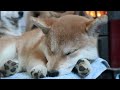 Shiba Inu Pups Discover the Wonder of Their First Snow! #shiba #shibainu #shibapuppy