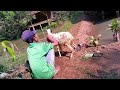 Petani sedang mandiin kambing nya di samping empang