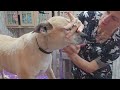 Shaving down a Boxer mix, dog grooming