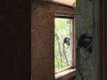 Black Vulture Roosting In Abandoned House