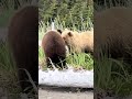 Mother Grizzly Close Encounter, Lake Clark NP, Alaska