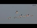 Wild Pink Flamingos call & fly in pattern | Largest of all Flamingos | Ajit Hota wildlife Odyssey 4K
