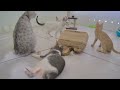 😸 Cute and funny animals video compilation 😹❤️ Funny Videos Compilation 🐕🤣