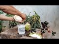 fresh coconut water, amazing coconut peeling skills part 05#cuttingskills #coconutwater #coconutmilk