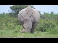 Our Planet | 4K African Wildlife - Great Migration from the Serengeti to the Maasai Mara, Kenya