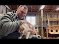 Creating the Ultimate BARN CAT PLAYHOUSE