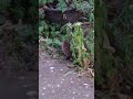 4 June 23 hoggie munching on dry kitten food 😊