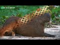 Why Do Animals Like Capybaras So Much?