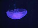 Atlanta Aquarium 08 jellyfish