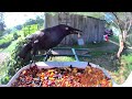 Wosports Birdfeeder Camera June 8, 2024