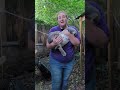 How fast Flemish giant rabbits grow up. showing different stages.
