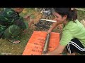 Harvesting Forest Fruits: Peeling process Taking the seeds of Buffalo feet Goes to the market sell.