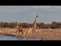 Ep 24: Namibia Part 4 - Etosha National Park