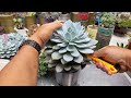 How to grow succulents according to shape Part 1