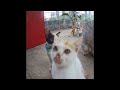 🙀❤️ New Funny Cats and Dogs Videos 😹🤣 Best Funny Animal Videos 2024 # 23
